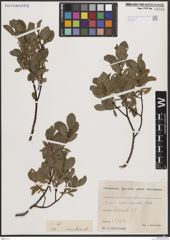 Foto von Salix breviserrata Flod.